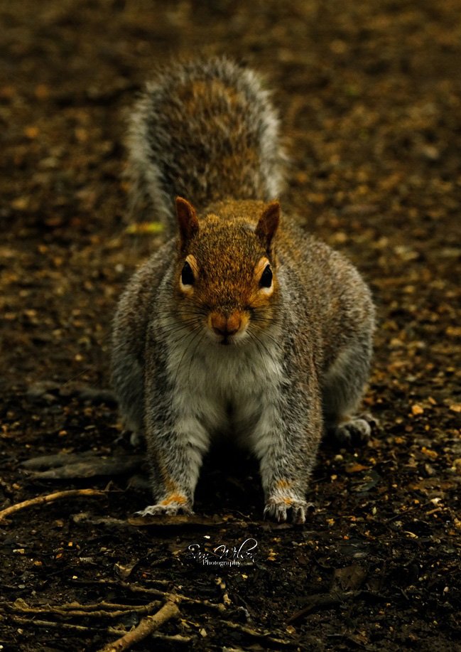 Met some overly friendly squirrels at Tehidy, one even climbed up my leg to see if I had food #NaturePhotography #wildlifephotography #naturelovers