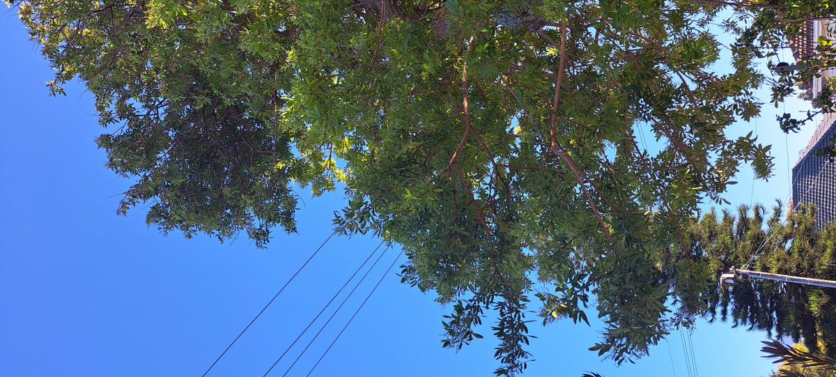 wenz1722's tweet photo. @geordinhl Good Morning Mr Mayor. Sorry for disturbing you on a Sunday . I have an indigenous garden that gives back to our environment for the bees , birds, and insects. However, we have pepper trees on the pavement, which is preventing the morning sun to shine through. https://t.co/FZ0zkCeEx1