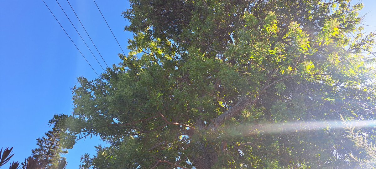 wenz1722's tweet photo. @geordinhl Good Morning Mr Mayor. Sorry for disturbing you on a Sunday . I have an indigenous garden that gives back to our environment for the bees , birds, and insects. However, we have pepper trees on the pavement, which is preventing the morning sun to shine through. https://t.co/FZ0zkCeEx1