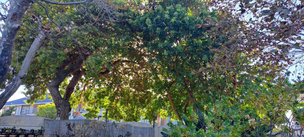 wenz1722's tweet photo. @geordinhl Good Morning Mr Mayor. Sorry for disturbing you on a Sunday . I have an indigenous garden that gives back to our environment for the bees , birds, and insects. However, we have pepper trees on the pavement, which is preventing the morning sun to shine through. https://t.co/FZ0zkCeEx1
