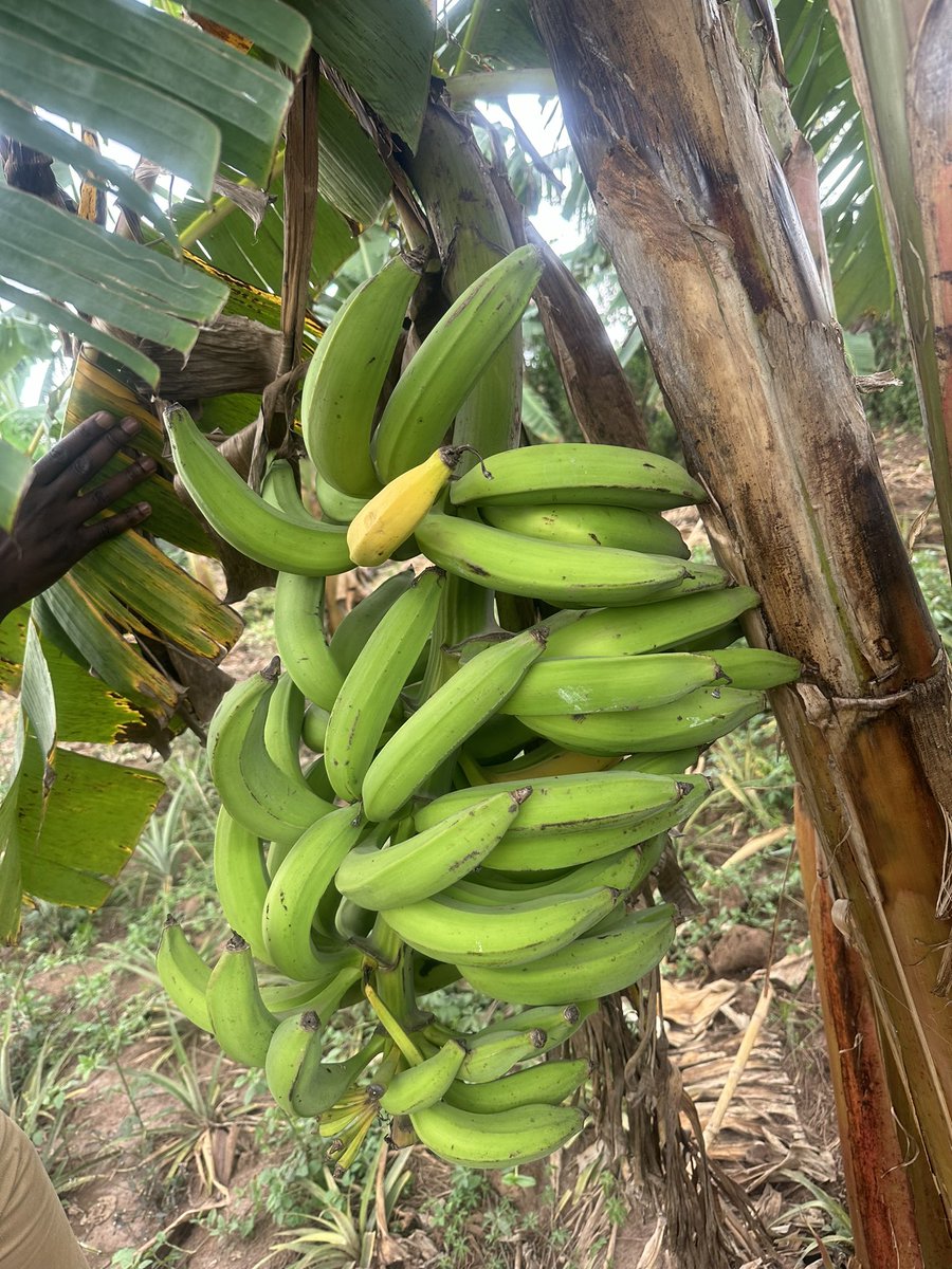 Novine_Farm's tweet photo. Yesterday, we finally answered the question.
It has taken 104 days (3 months and 13 days) from flowering to maturity of this plantain.
Knowing how sweet and useful plantain is, I want to encourage you all to plant some suckers.
#FarmingThatWorks https://t.co/SMQG43BNOb
