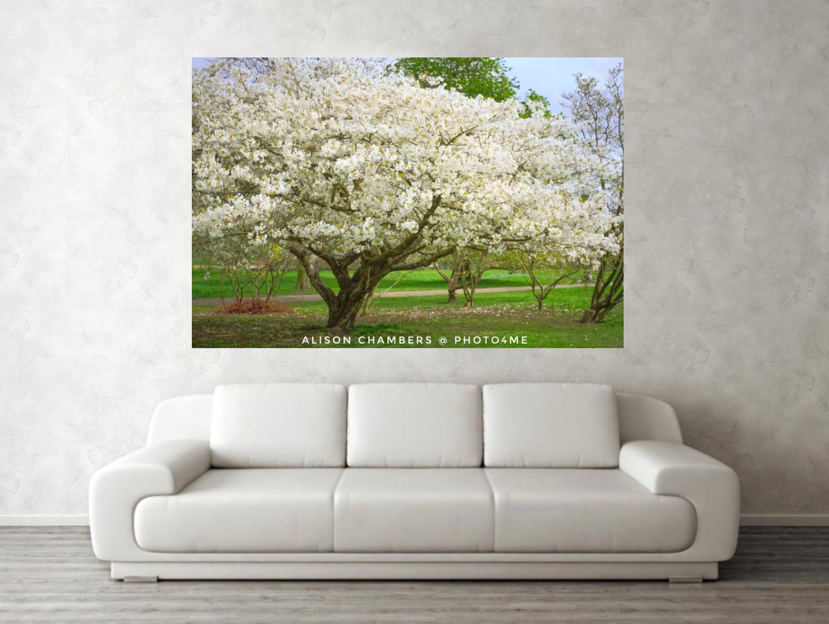 AlisonC24426188's tweet image. Cherry Blossom Tree©️. Available from; shop.photo4me.com/1323589 &amp;amp; alisonchambers2.redbubble.com #cherrytree #cherryblossom2024 #cherryblossom #cherryblossomart #BlossomWatch #blossomseason #BlossomArt #springblossom
