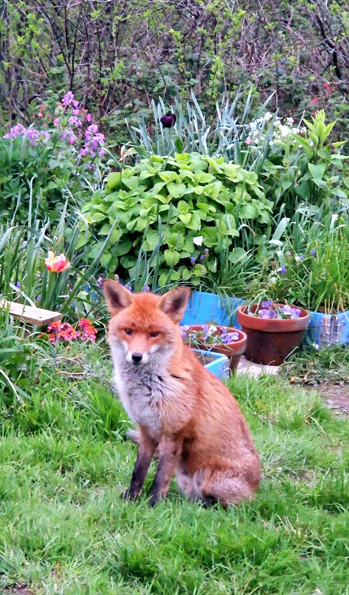 My allotment Prince is so grown up 🥹❤️🦊 He's probably 3-4 years old now 🥰