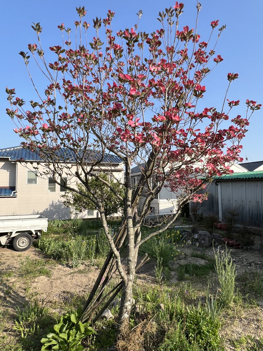 今実家に来ています 1ヶ月もすれば、ここも人の手に渡ります。夏の花もいっぱい だけど、なくなっちゃうんだろうなぁ。家とともに取り壊されて このハナミズキも…