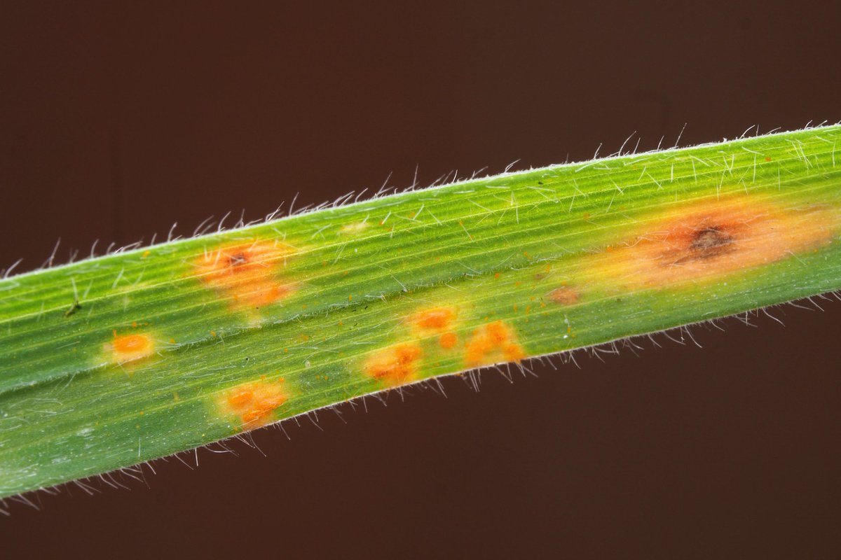 Puccinia (?) rust on Yorkshire-fog (Holcus lanatus) in Kildavin, Carlow yesterday.