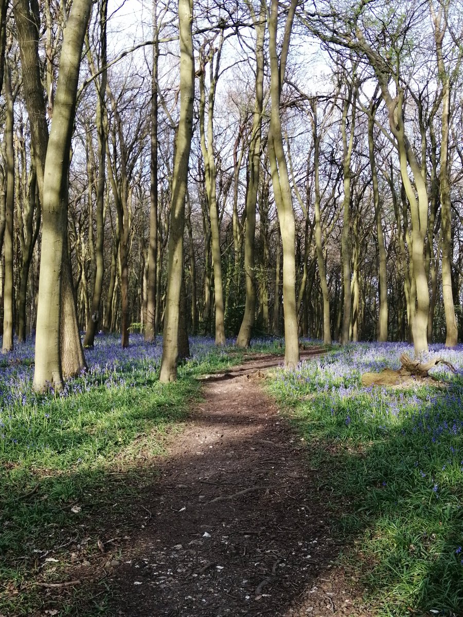 Glendabuzz's tweet photo. The bluebells were stunning yesterday evening but so were the shadows and the light on the trees
#Shoreham #Kent #bluebe https://t.co/RRgHGILnhu