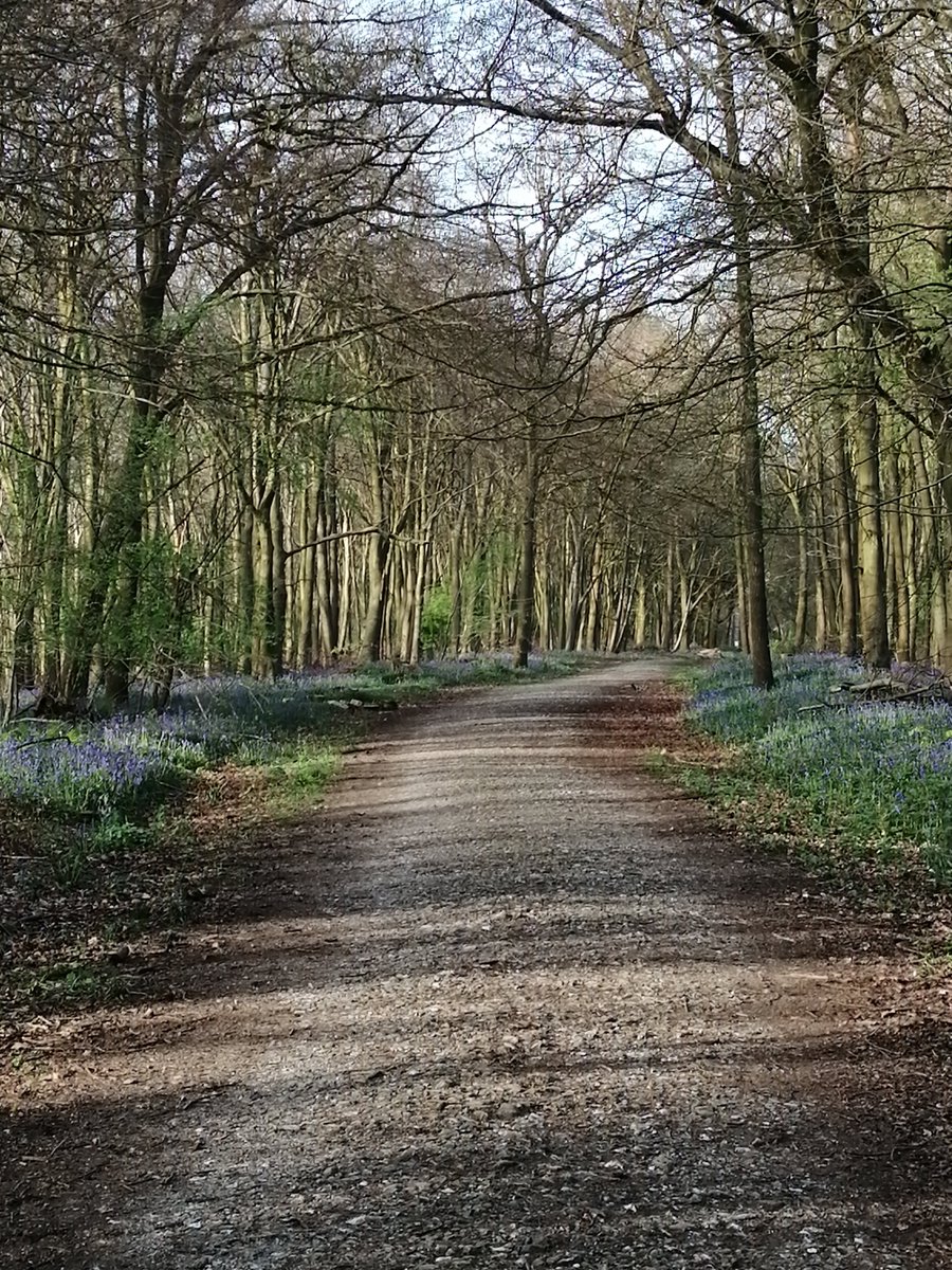 Glendabuzz's tweet photo. The bluebells were stunning yesterday evening but so were the shadows and the light on the trees
#Shoreham #Kent #bluebe https://t.co/RRgHGILnhu