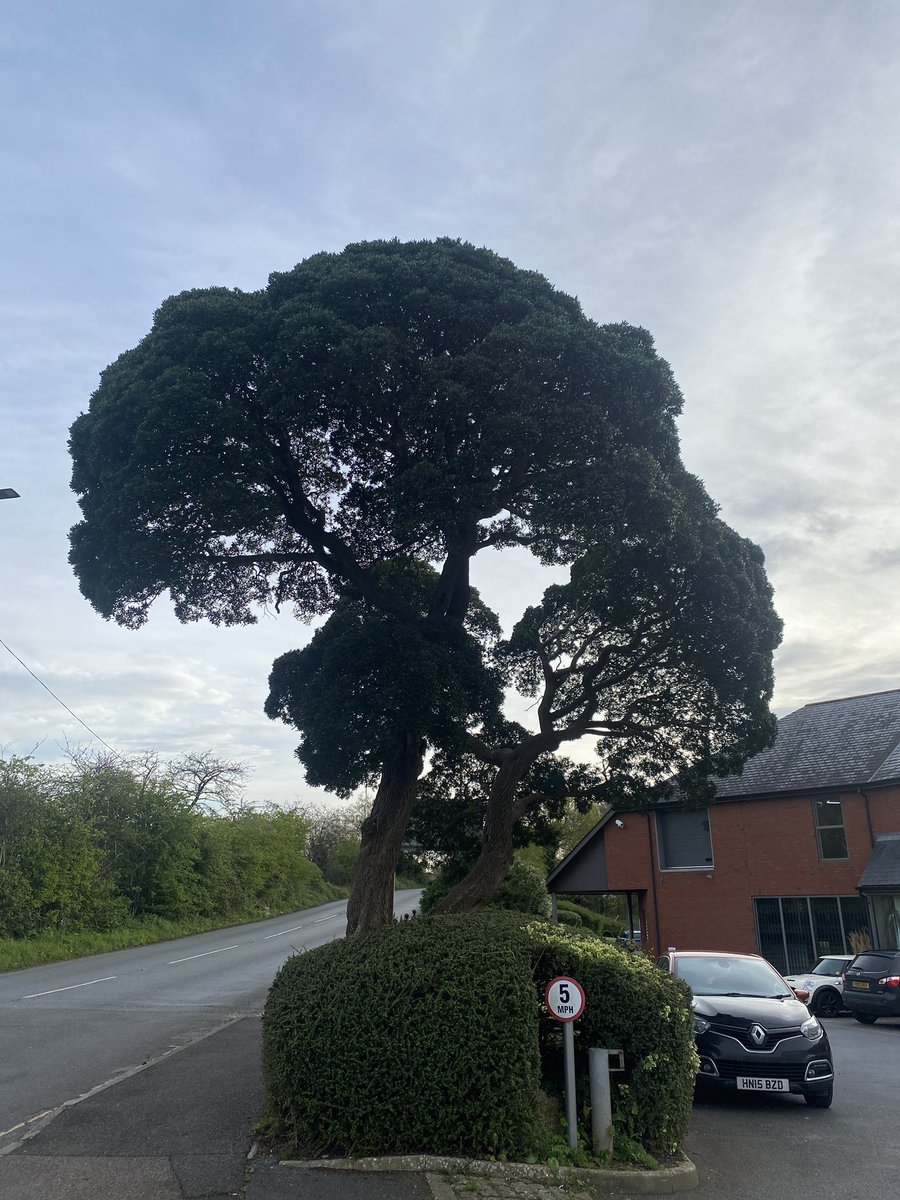 Not your everyday roadside tree! Beautiful Phillyrea near Tesco in Axminster, Devon. Perhaps a tree to plant for the changing climate? Multi stemmed and cloud-pruned like habit but probably entirely natural.