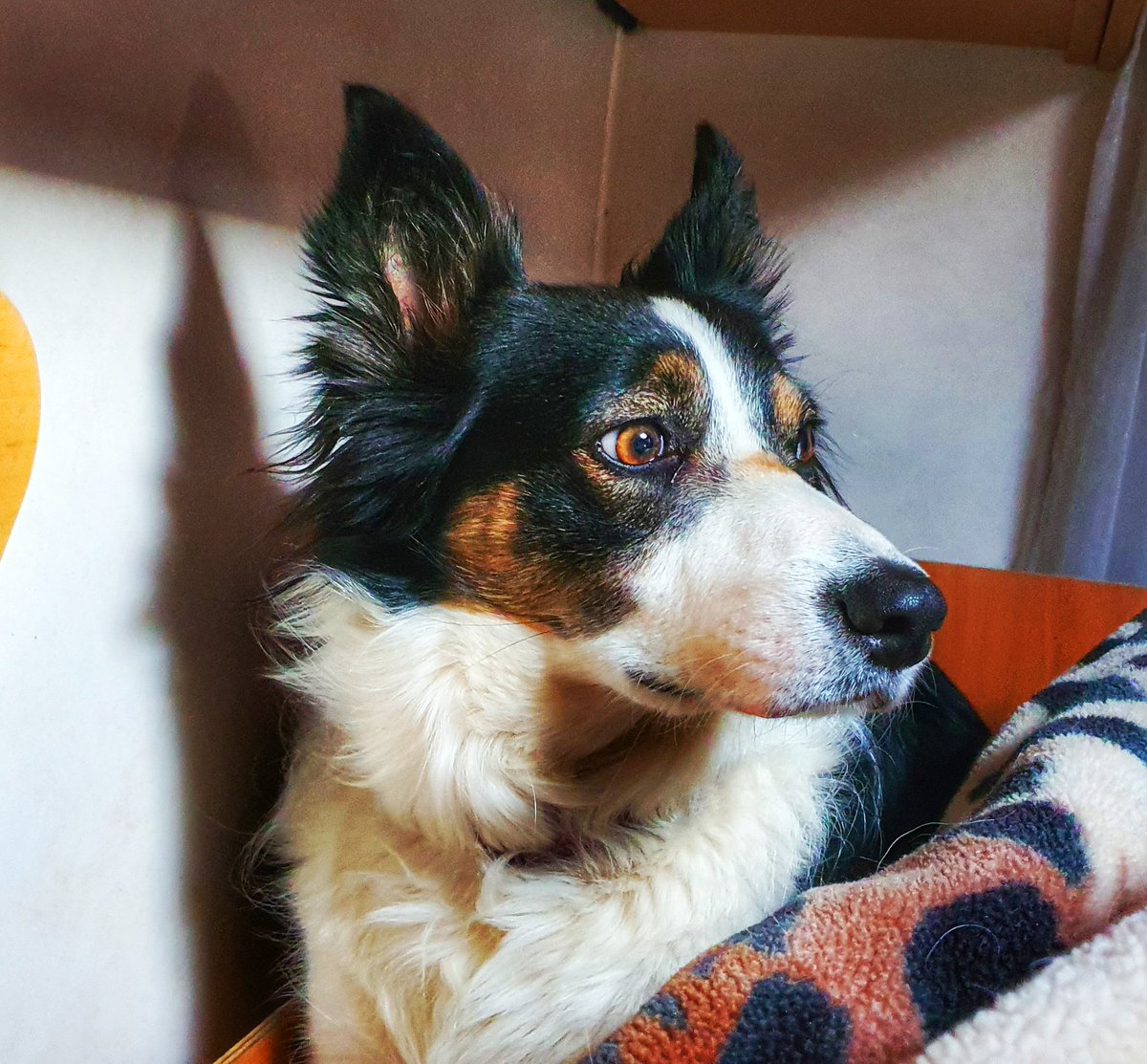 π· π³π°π½ π»π΄π±π°π
π· π πΊ (@northtallship) on Twitter photo Yappy Barksday to <a href="/skytutcolliedog/">Skytutcolliedog πΎπΆπ©</a>. 5 today. A rescue from <a href="/SydRescue/">SYD RESCUE</a>. Her time with us has been "challenging" however we're bonding.. slowly..and she'll make a fantastic #dogagilty dog one day. #bordercollie
#rescuedog #dogsofx #tricolourbordercollie Yappy Barksday to <a href="/skytutcolliedog/">Skytutcolliedog πΎπΆπ©</a>. 5 today. A rescue from <a href="/SydRescue/">SYD RESCUE</a>. Her time with us has been "challenging" however we're bonding.. slowly..and she'll make a fantastic #dogagilty dog one day. #bordercollie
#rescuedog #dogsofx #tricolourbordercollie