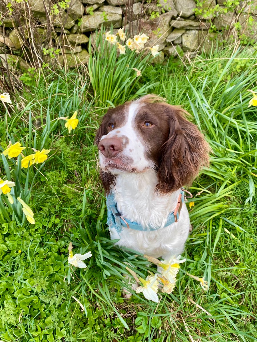 Springer spaniel in spring 🥰