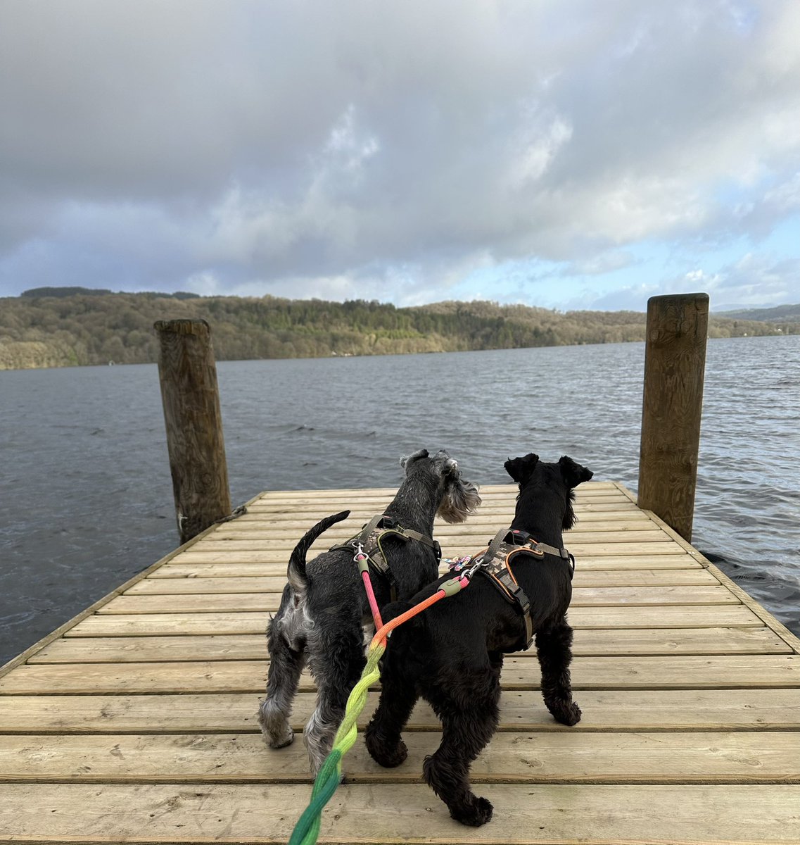 With all that’s going on in the world right now, let’s just appreciate the beauty of #Windermere #SchnauzerGang