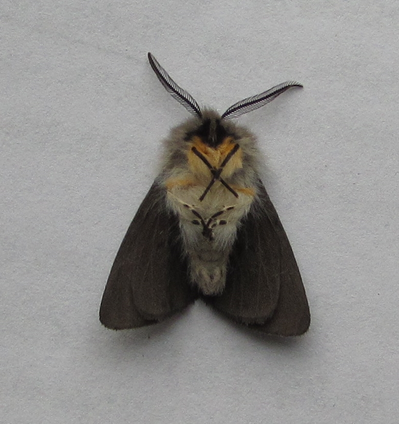 Muslin a FFY from last nights Broadwey trap. The underside always looks better.