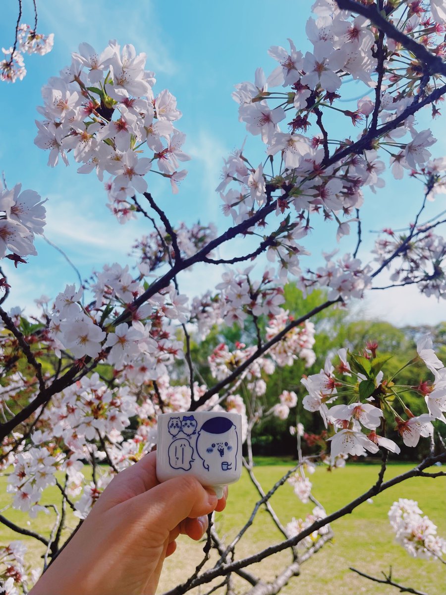 昨日のお花見で飲んだ 稲とアガベ 交酒・花風、ライチやマスカットみたいな爽やかな香りとやさしい甘酸っぱさがホップの苦味で締まる、日本酒ミーツ爽快感が新しすぎるし飲みやすすぎるクラフトサケ、「花風」って名前のままの軽やかで愛らしいとーーーってもおいしいお酒だった🌸🍶