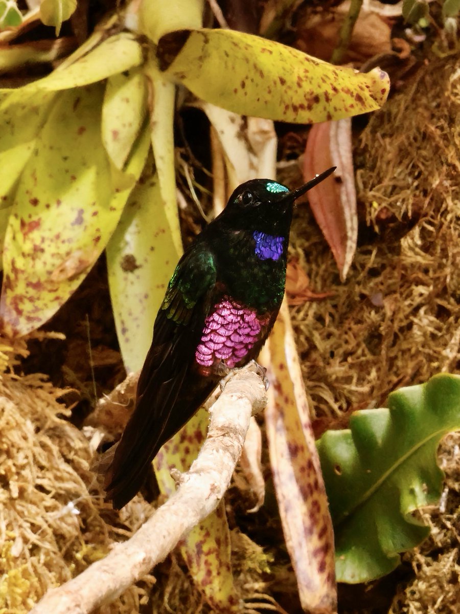 Blue-throated Starfrontlet, a mountain-gem from Colombia.