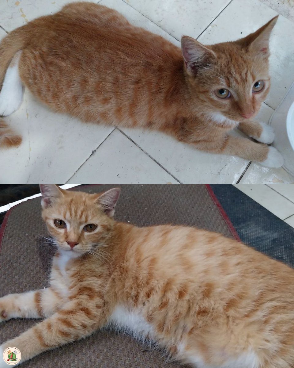 kcg! Free open adopt Betina lokasi Kota Bogor, yg voleh reply nanti aku dm! Mama nya udah galak ke mereka (sekarang sudah di steril). Syarat nya harus amanah ya 😊