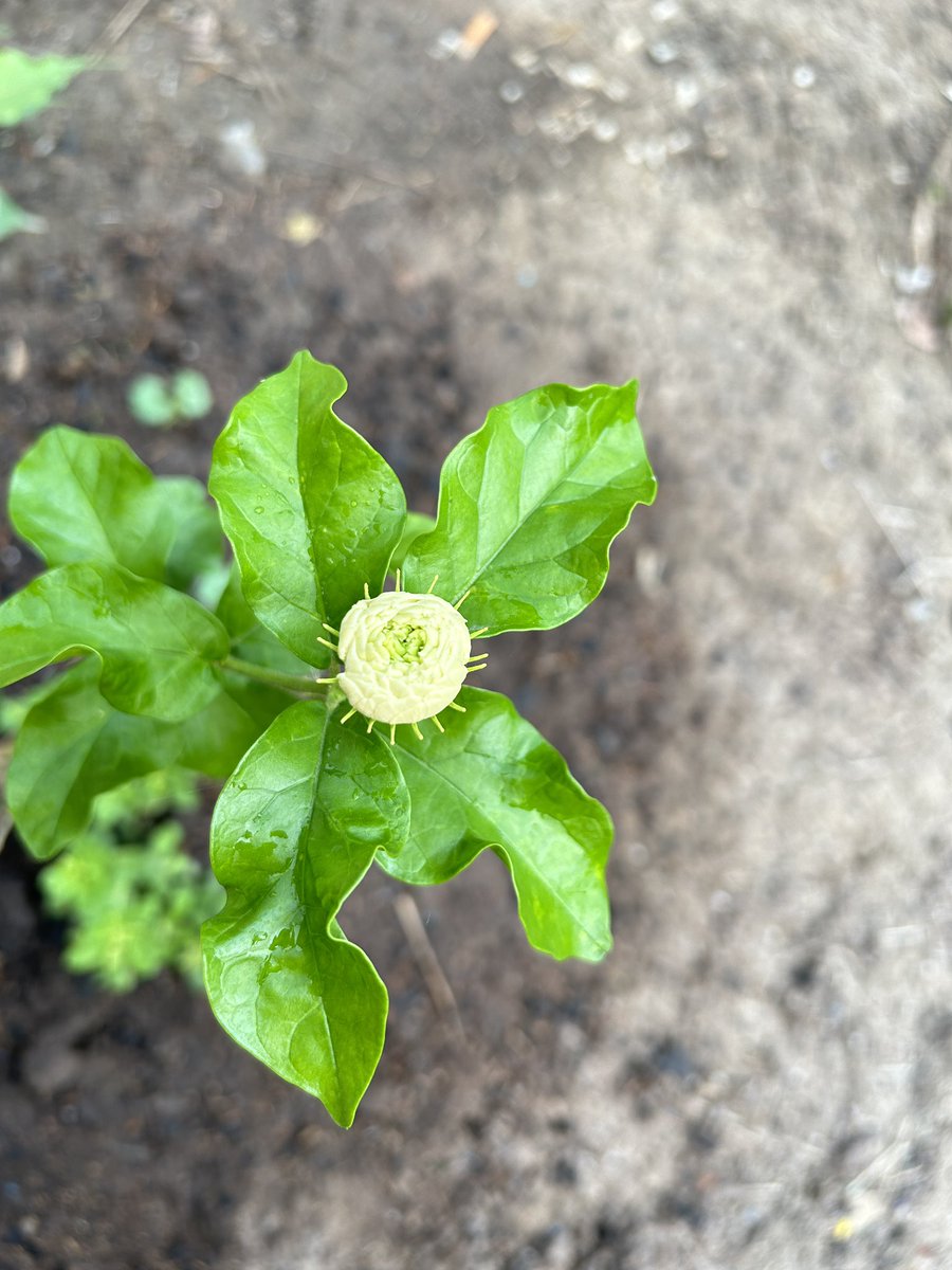 zp (@ppaerxe) on Twitter photo 