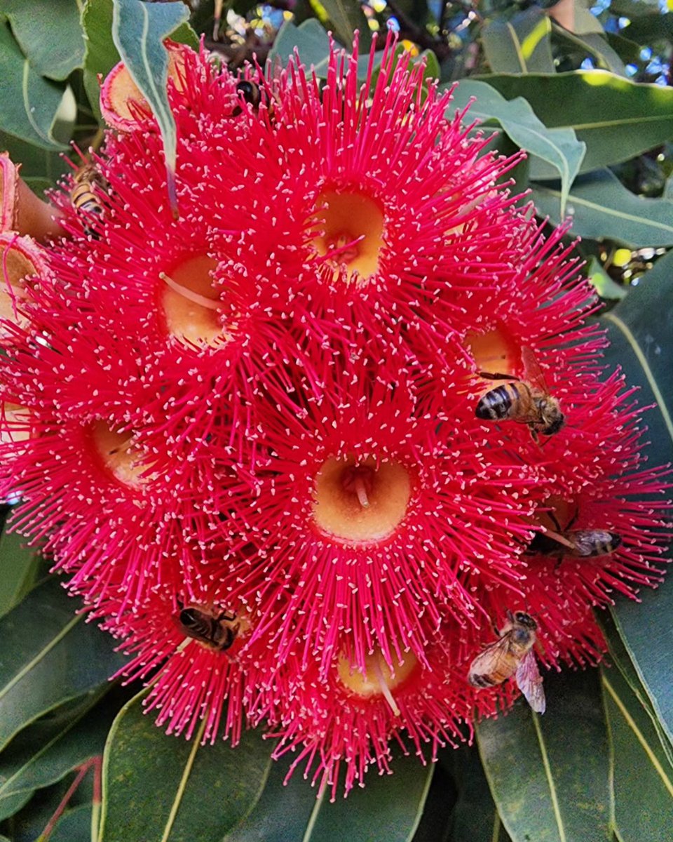 #FloweringNow: A jaw-dropping display on this Corymbia ficifolia cultivar in a Bendigo carpark. Months after the mass flowering of the Red-flowering Gum and its cultivars, many plants are still producing these massive blossoms, dripping with nectar.  #LoveAGum #trees