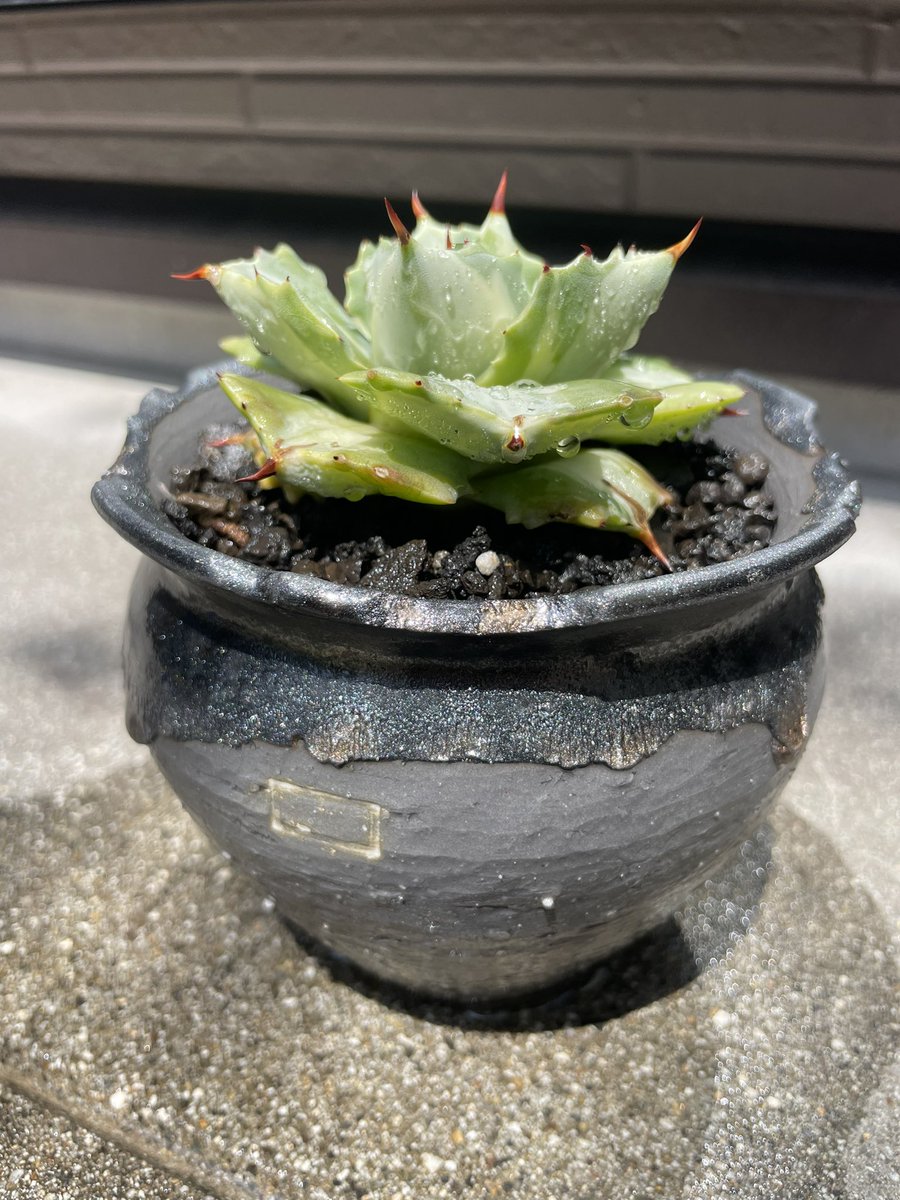 HiG758's tweet photo. ポタトラム王妃雷神(°▽°)売れ残ったからボタナイズべっちゅーに植えた(°▽°)
気になる方はどうぞ(°▽°)
#ポタトラム #王妃雷神 #白中斑 #BOTANIZE #NOH https://t.co/kQeoP1BPTg