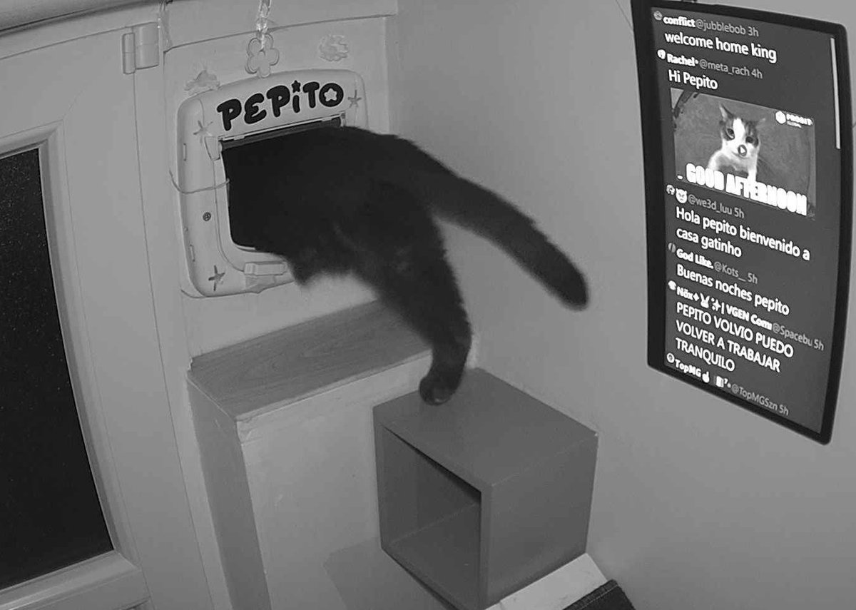 PepitoTheCat's tweet photo. Pépito is out (05:02:19) https://t.co/q2Nv8psEdf