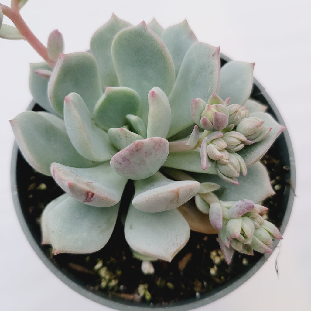 Check this out 😍 Echeveria 'Moonglow' 😍 for sale starting at $4.15. 
Show now 👉👉 bit.ly/4aWhUvB
#succulents #succulent #raresucculents #succulentlove #succulentlover #succulentgarden #succulentobsession #succulentaddict #succulentlife #succulentcollection