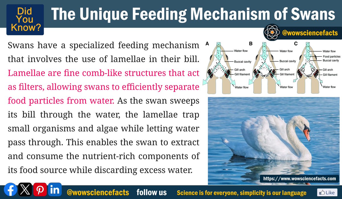 wowsciencefatcs's tweet image. The unique feeding mechanism of Swans.
𝐌𝐨𝐫𝐞 𝐬𝐜𝐢𝐞𝐧𝐜𝐞 𝐚𝐫𝐭𝐢𝐜𝐥𝐞𝐬 𝐟𝐫𝐨𝐦: 👇
wowsciencefacts.com
#swanbill #swan #swanlife #lamellae #filterfeeding #underwaterfeeding #birdadaptations #science #scienceexperiment #sciencehumor #scienceandtechnology