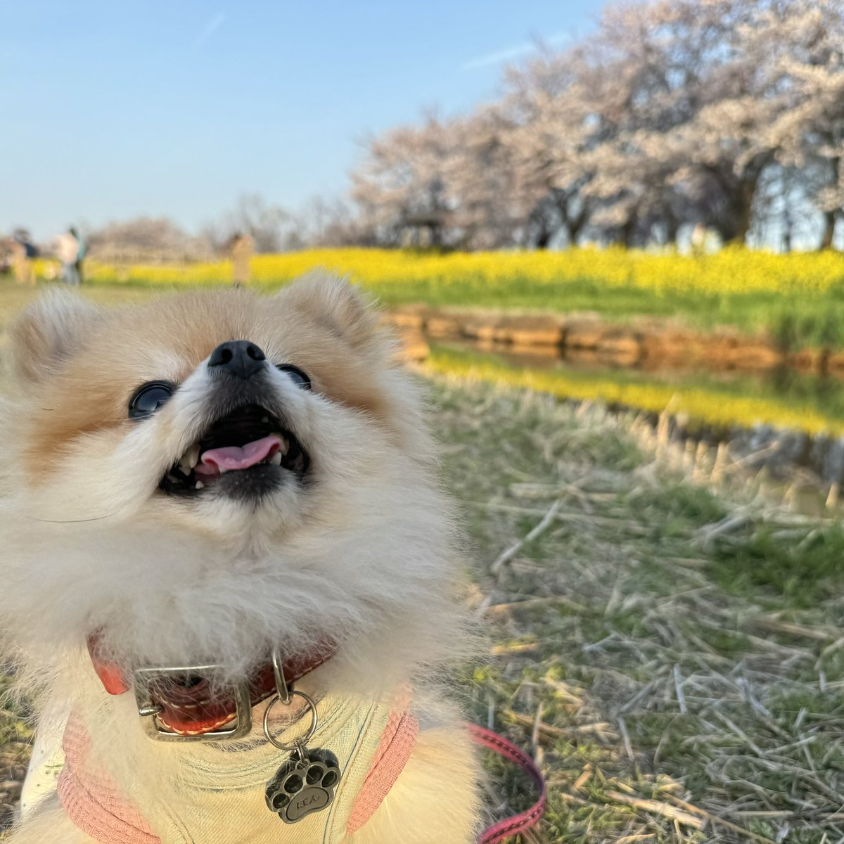 Pomeranian0222 tweet picture