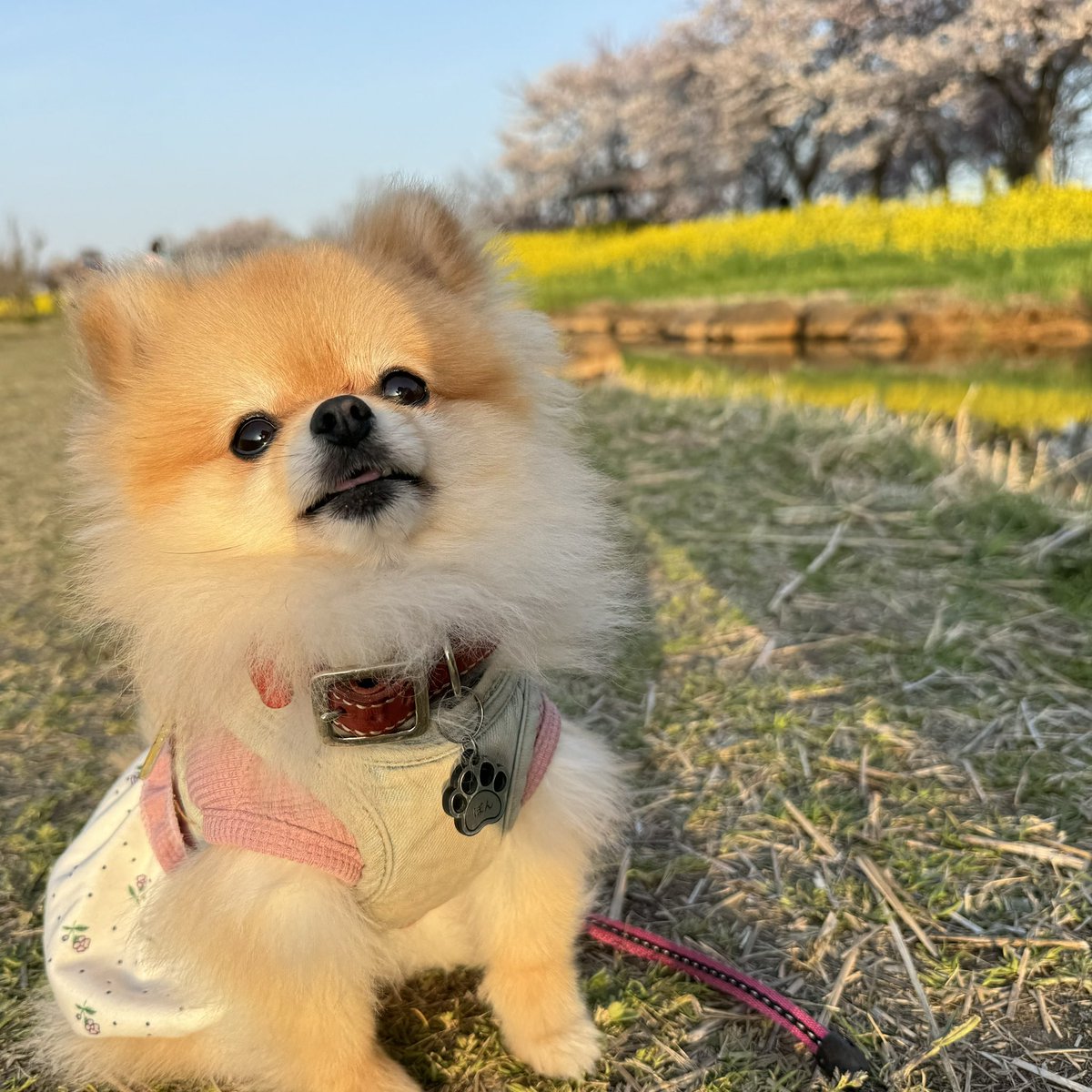 Pomeranian0222 tweet picture