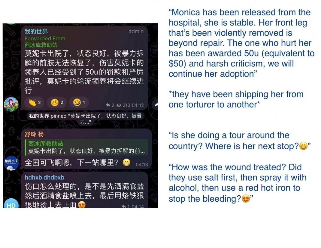 This is lamentable, and there is no way to describe the dantesque horror behind this information. Monica is still alive, and her torturers have already amputated one of her legs. The revenge against Monica is a product of what happened to Xu Ruixiang