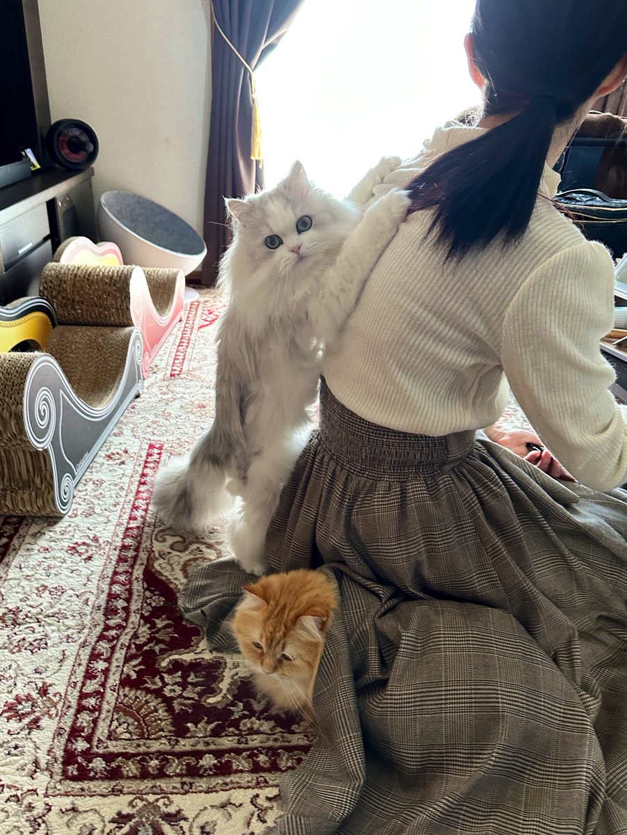 出かける妻を察して強行策で止めにきた猫ら。