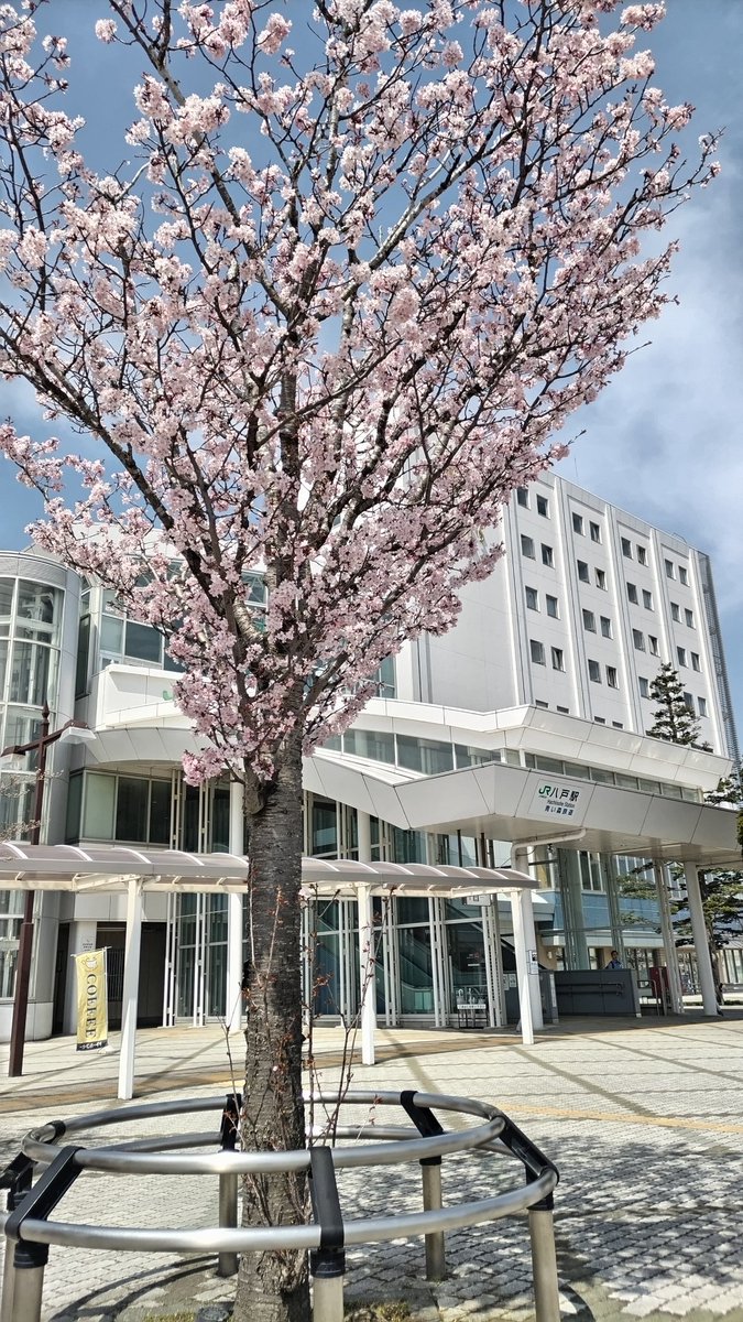 八戸駅に着いた。
暖かい、良い天気、駅前のオオヤマザクラは満開。
＃八戸　＃さくら
