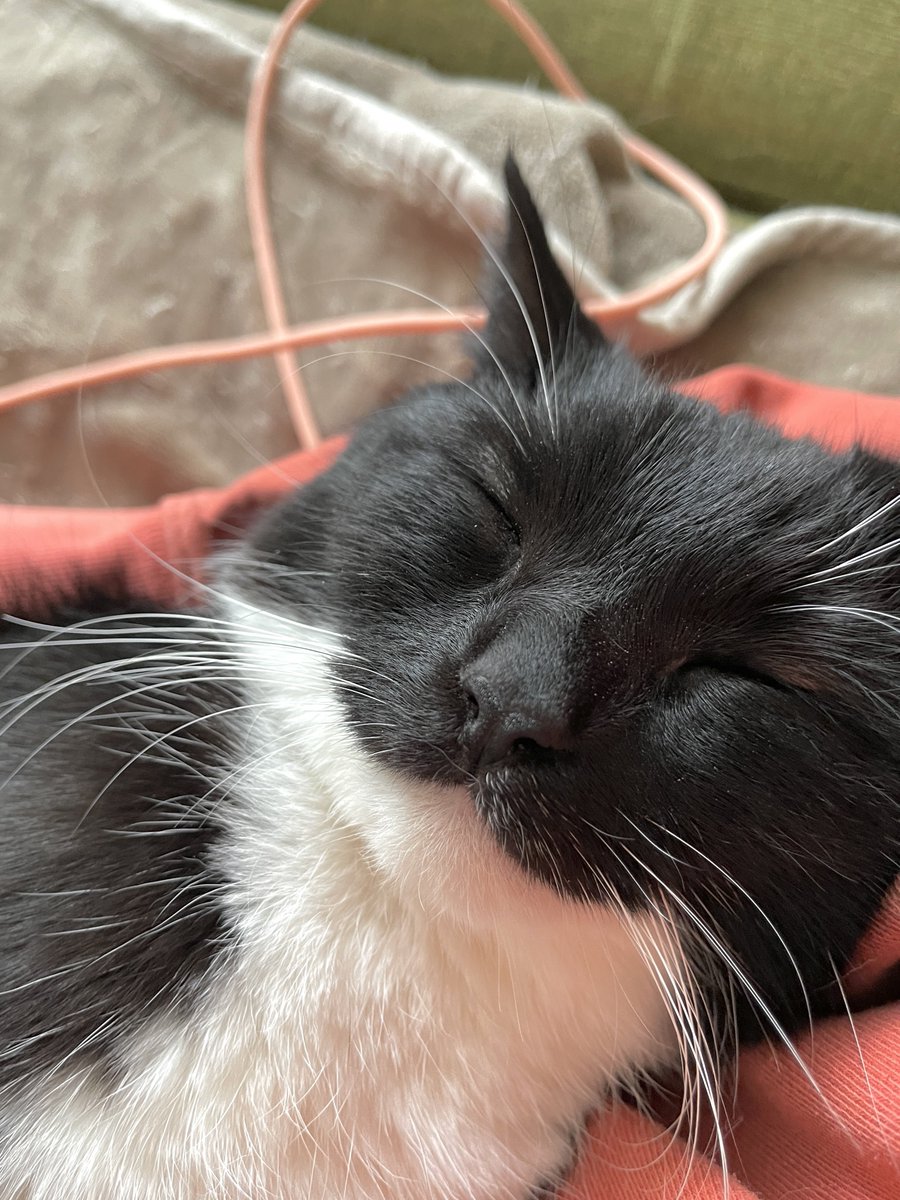 unicouniuni3's tweet photo. 抱っこしたら気持ち良さそう

When I held Uni, he seemed comfortable :3 https://t.co/D3B4a9LqY7
