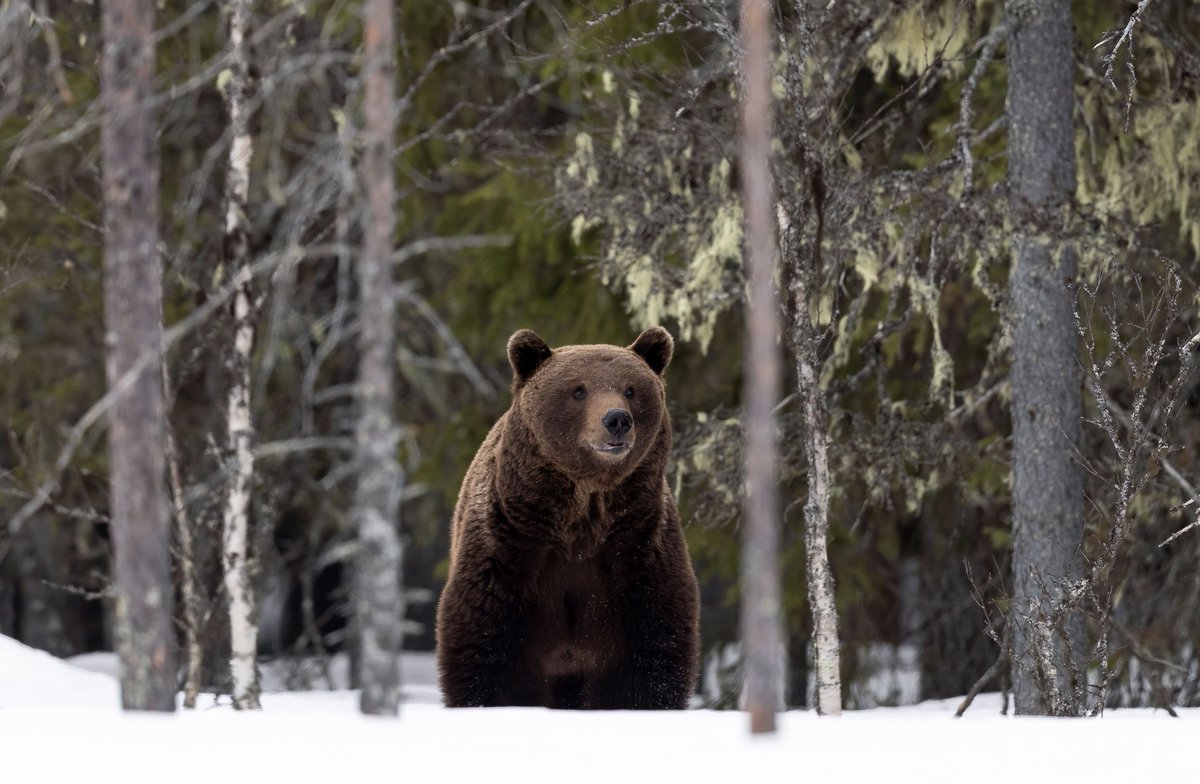 Varovainen uroskarhu naavametsän reunalla. #Bears #male #forestgreen #Spring2024