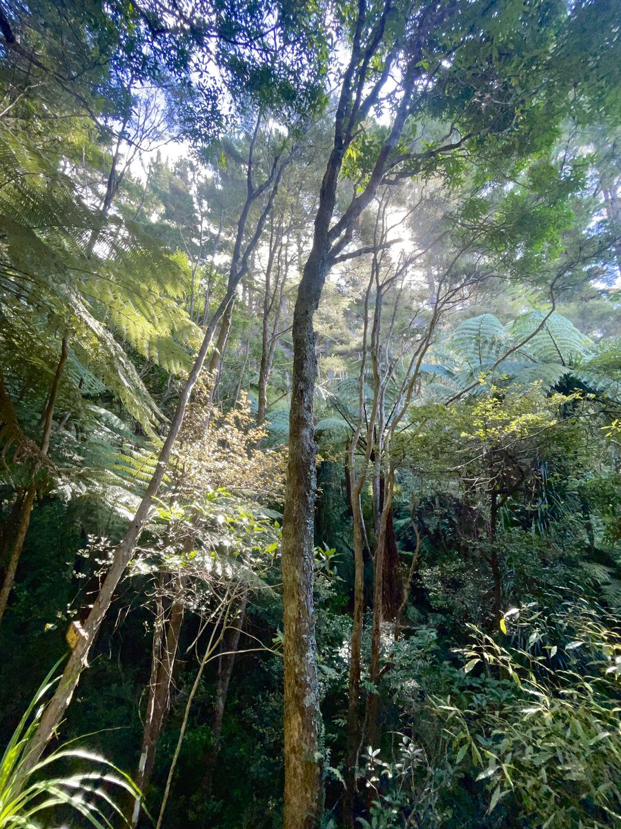NZ you are beautiful 🤍✨🌲 #illustration #nature #art #landscape #mountains #inspiration #love #weekend #sketchbook