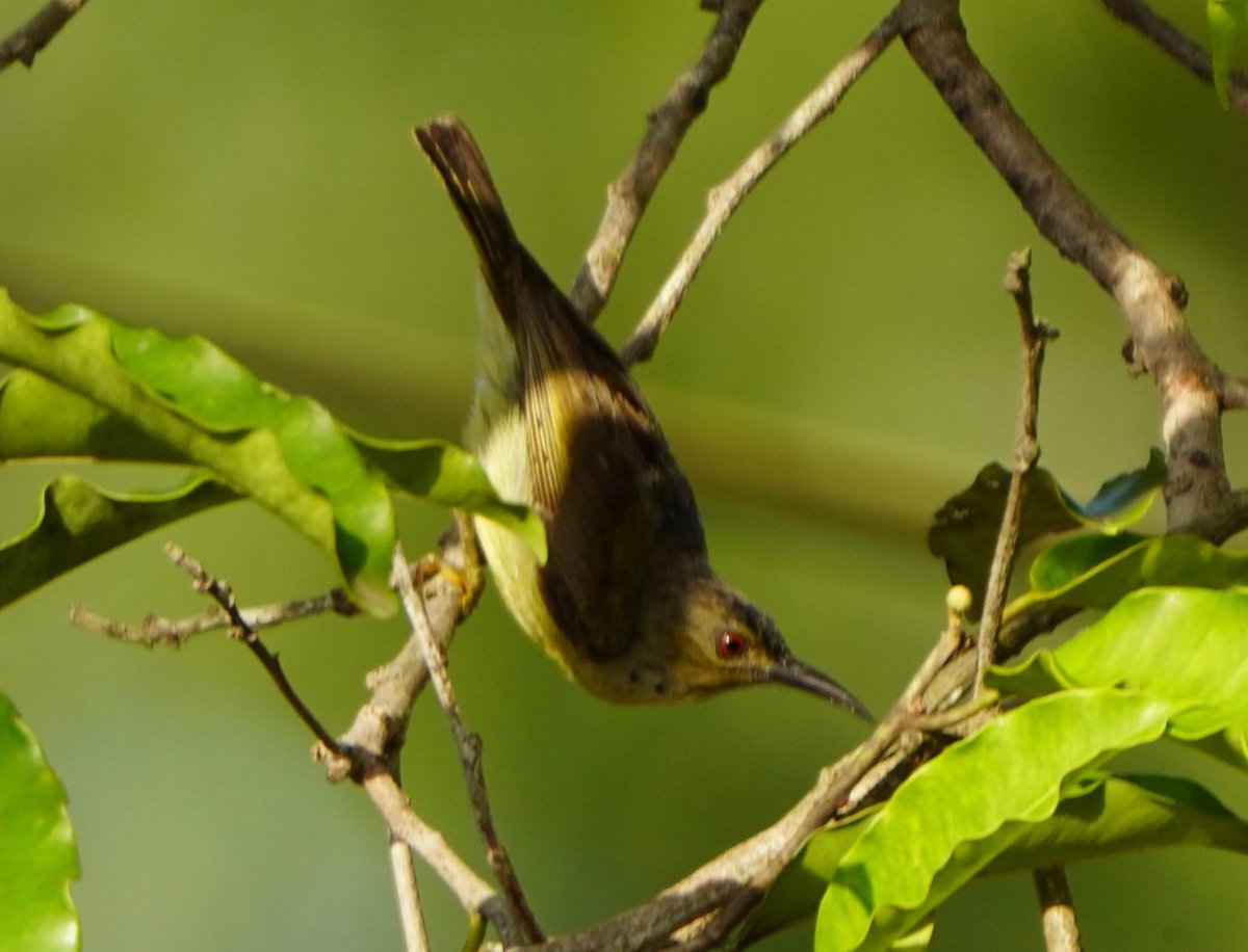 Brown throated sunbird