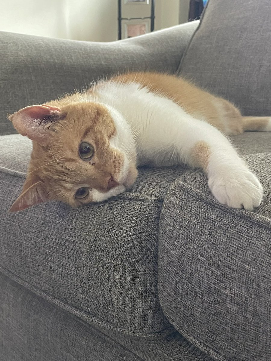 phoenixblur's tweet photo. First night letting both cats have the run of the apartment. Fingers crossed it will go well and I wonโt have to break up a fight at 3am.๐ค๐ป
#BreakfastClub #BreakfastBoys #WafflesAndToast https://t.co/pKnwIBL0iH