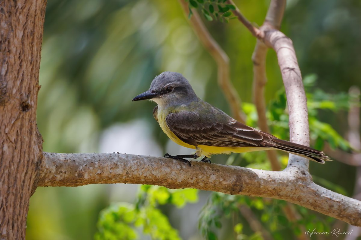 From Belize for #BirdsSeenIn2024 
Couch's Kingbird (Tyrannus couchii)
Ladyville, Belize
7 April 2024
#BirdsOfBelize #birds #birding #birdwatcher #birdphotography #NaturePhotography #BirdsOfX