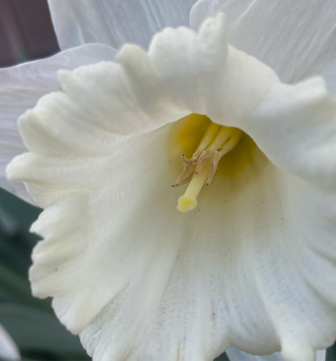 Something beautiful for this day: Daffodil, Yakima, Washington (April 2024).