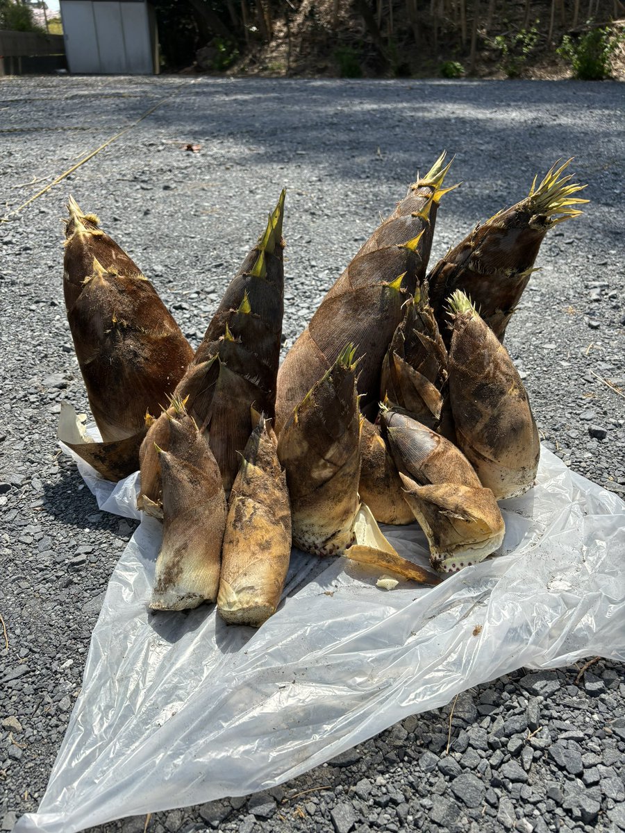 たけのこ掘ったよ🙌