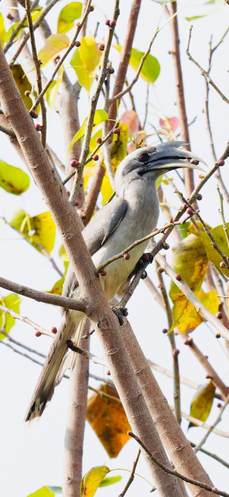 “Weekly dose of my #Photography 📷 ”. Have a #HappySunday😊. #Birds #Nature #BirdWatching #BirdPhotography