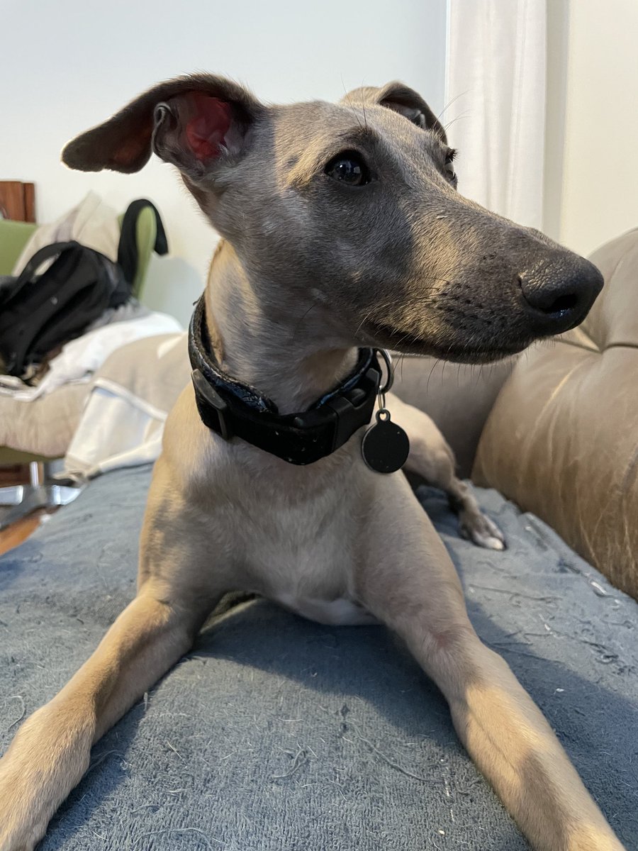 MrHendrix the Whippet: This is my good side!👍🥰