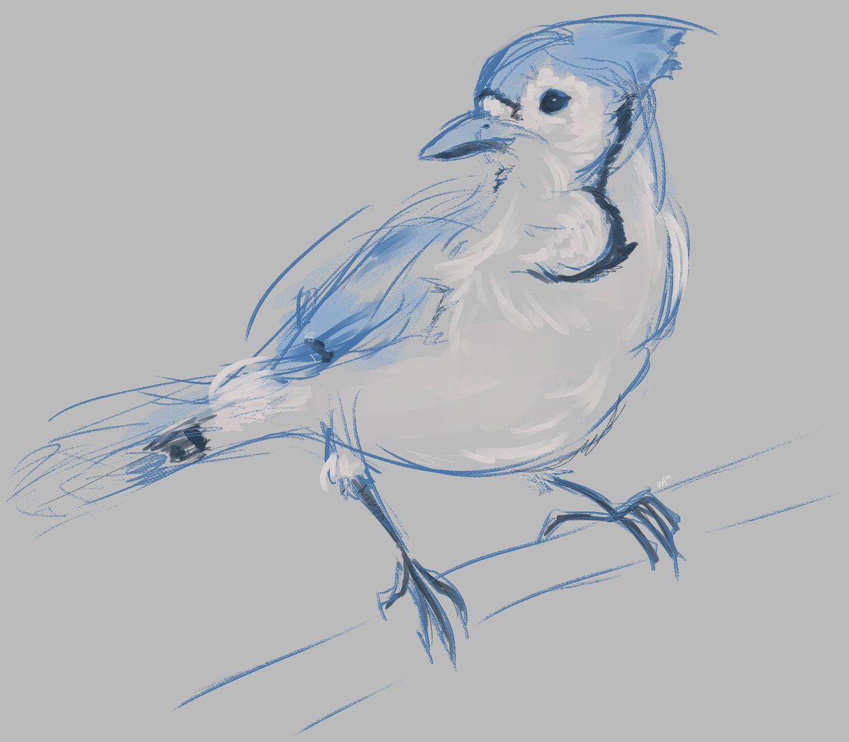 Blue Jay for today! 💙