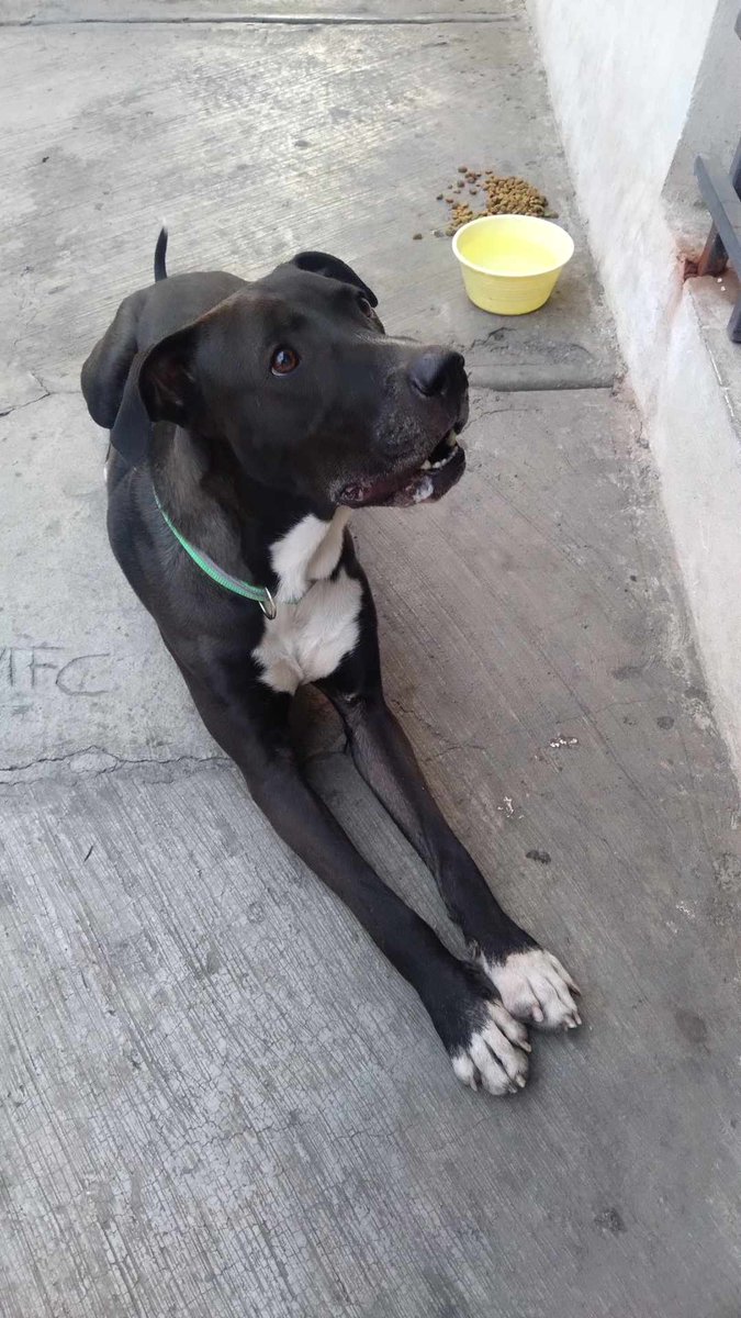 #Visto 11 abril 2024 en la colonia Díaz Mirón, #GAM Trae collar verde, pero sin placa ni datos 🥺