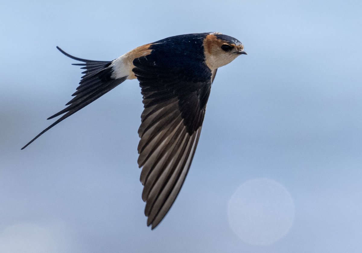 The beautiful Red-rumped Swallow, I’m going to miss these birds. #TwitterNatureCommunity #BBCWildlifePOTD @WildlifeMag #wildlifephotography #NaturePhotography @BirdWatchingMag @BirdPOTY @NatureattheBest @wildlifeww