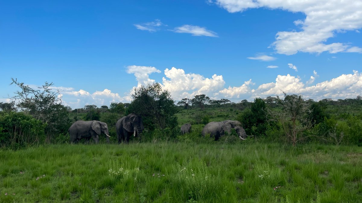 The Undivided Truth of Discovering 
Uganda 🇺🇬 Zabu #Uganda #visituganda #traveling #Moments #landscapephotography #NatureBeauty #Discovery