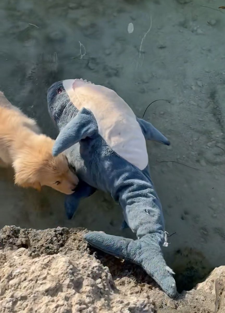 grblahaj's tweet photo. @TheGoldenRatio4 First a chunk of my tail, then a full dunk?? 😫 https://t.co/MdBHD3jqfP