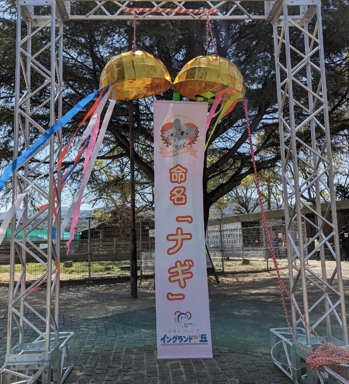 englandhill_zoo's tweet photo. コアラのピーターとウミの赤ちゃんの愛称は『ナギ』に決定いたしました！
これからも健やかに元気に育つようスタッフ一同支えてまいりますのでどうぞよろしくお願いいたします@(・●・)@
#コアラ #ナギ https://t.co/yXV3UqB5b9