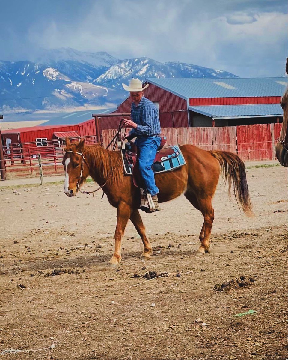 Jeremy_Rich12's tweet image. Got to saddle up on packman today.. with a barrel saddle!🤣🤣 
 #cowboyshit #workwithwhatyougot #montana #horses #ranching