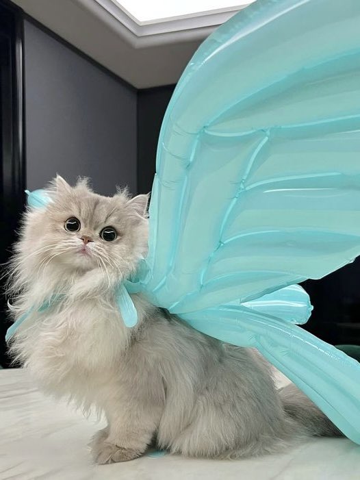 #WheeIntheMoodinManila 🇵🇭

ʚϊɞ #WHEEIN #휘인 #MAMAMOO