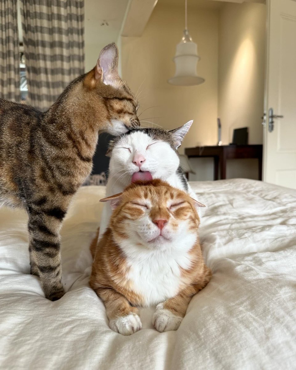 9GAG's tweet photo. purramid

📸 sansanmaoer | IG https://t.co/PXzKewBvYj