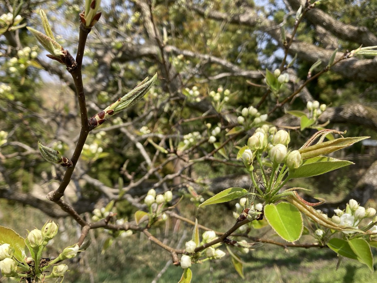 <開花速報> 
片倉の梨が咲き始めました❣️ 
来週半ばには咲き進みそうです。

伊達政宗の忠臣、片倉小十郎の屋敷跡にあるヤマナシの巨木。
桜が終わる頃に可憐な花が咲きます。

#ヤマナシ　#片倉の梨　#片倉小十郎